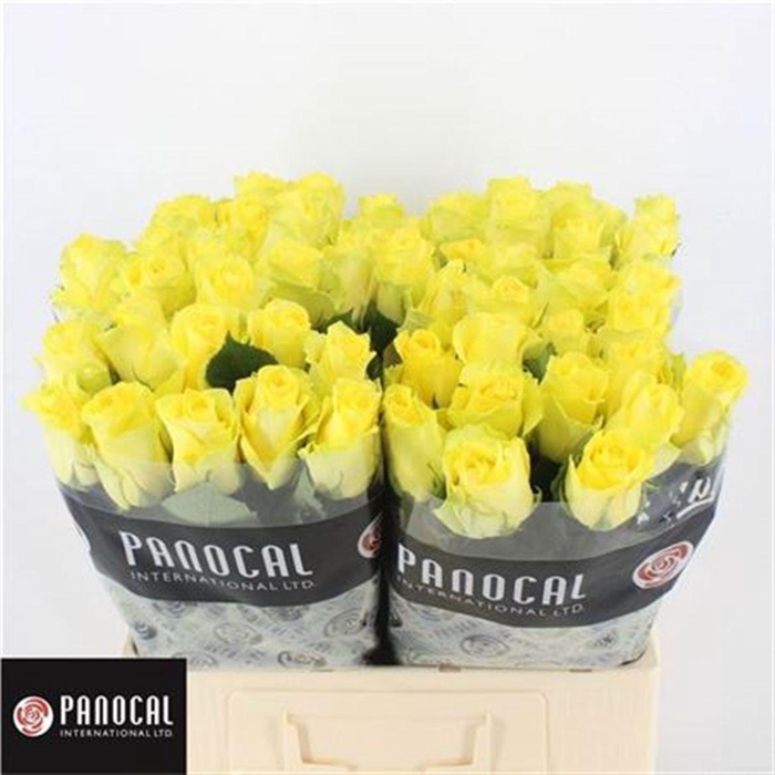 <h4>R Gr Minion Rose</h4>