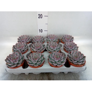 Echeveria  'Hercules'
