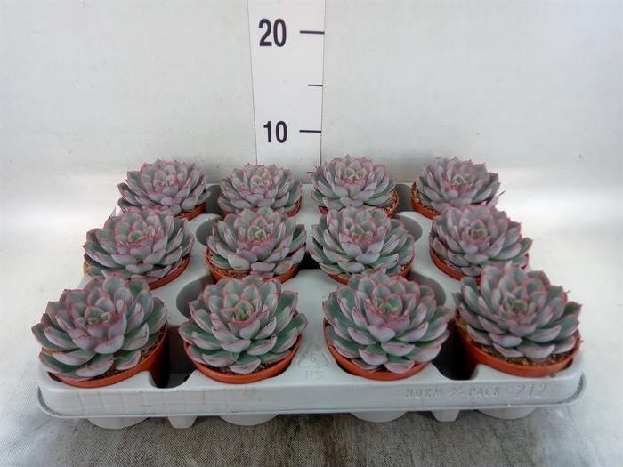 <h4>Echeveria  'Hercules'</h4>