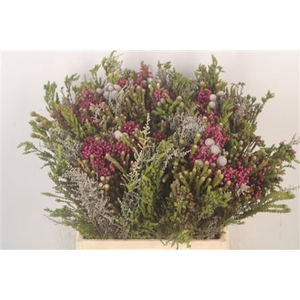 Erica Bqt Mix Premium