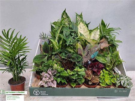 <h4>Kamerpl Gem Ov</h4>