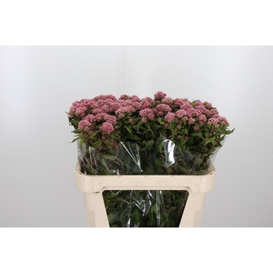 Eupatorium Can Plenum