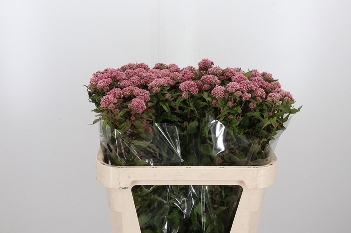 <h4>Eupatorium Can Plenum</h4>