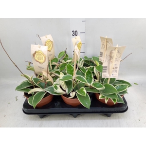 Hoya carnosa 'Krimson Queen'