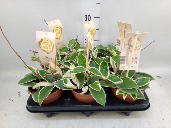 <h4>Hoya carnosa 'Krimson Queen'</h4>