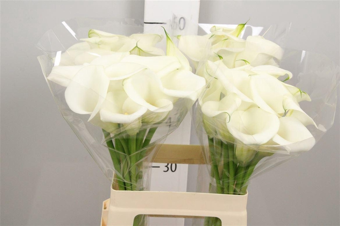 <h4>Zant White Art</h4>