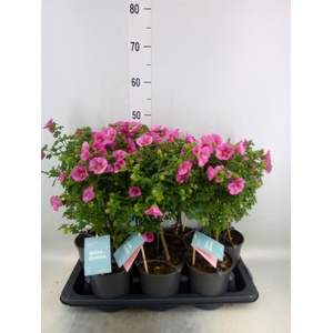 Anisodontea capensis 'Elega Prince'