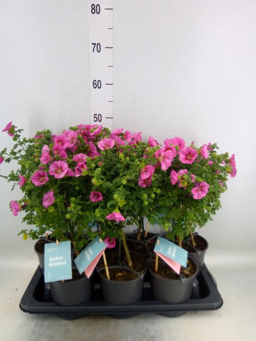 <h4>Anisodontea capensis 'Elega Prince'</h4>