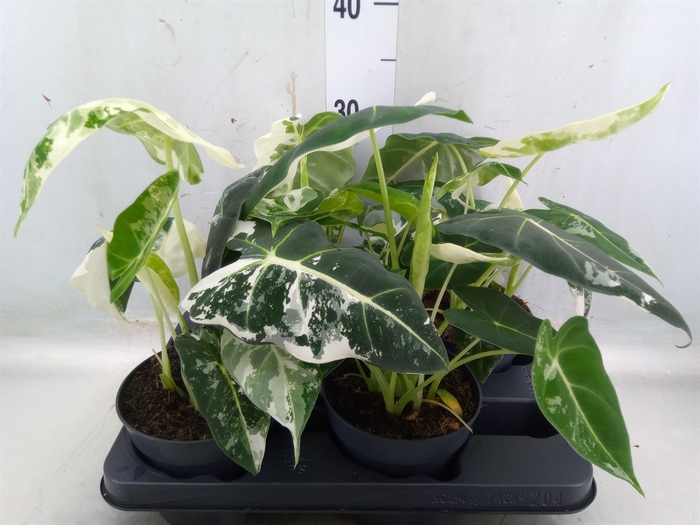 <h4>Alocasia   ...</h4>