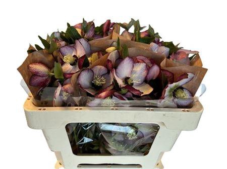 <h4>Hell Or Queens Picot</h4>