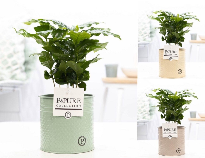 <h4>Coffea Arabica in P&PURE zinc pot Louise 4 ass 3</h4>