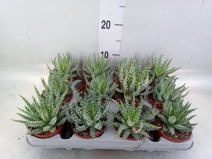 <h4>Aloe humilis</h4>