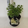 Hydrangea paniculata