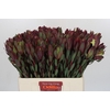 Leucadendron Senorita