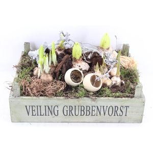 arr4 Bollenmix VL - Hout veiling kist x2