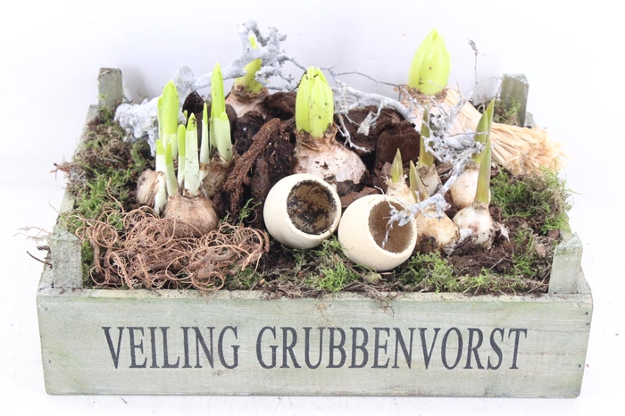 <h4>arr4 Bollenmix VL - Hout veiling kist x2</h4>