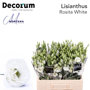 Lisianthus Rosita white 60cm