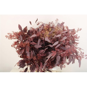 Euca Populus Berry 300gr Abs Red P Bunch