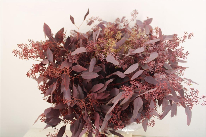 <h4>Euca Populus Berry 300gr Abs Red P Bunch</h4>