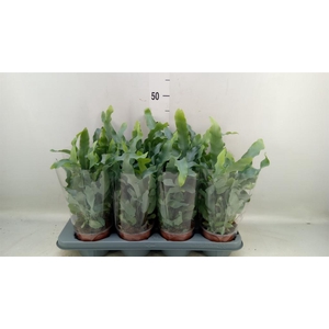 Phlebodium aureum 'Blue Star'