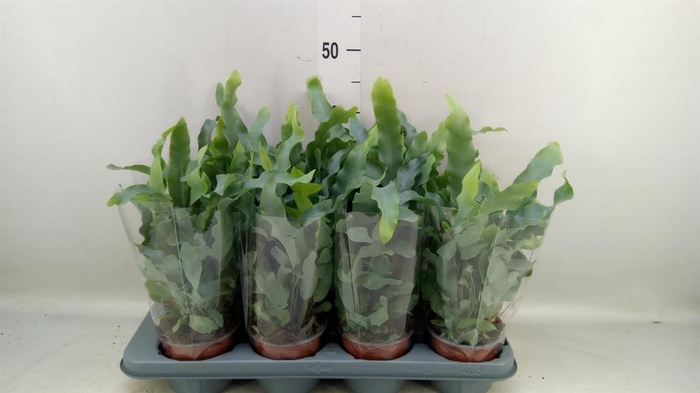 <h4>Phlebodium aureum 'Blue Star'</h4>