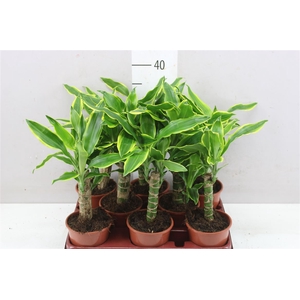 Dracaena Golden Coast 1 Stam