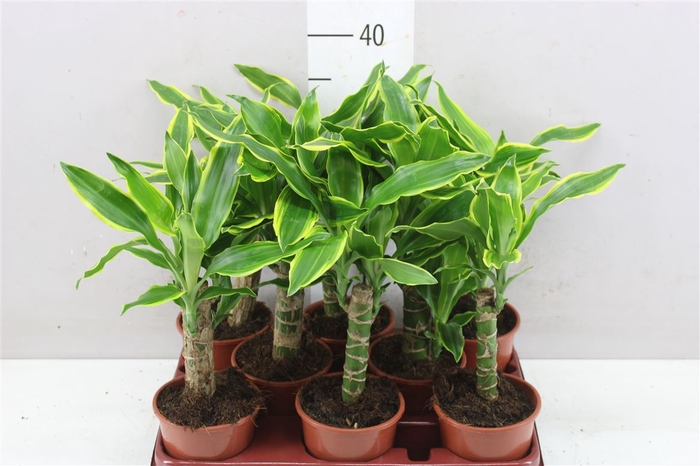 <h4>Dracaena Golden Coast 1 Stam</h4>