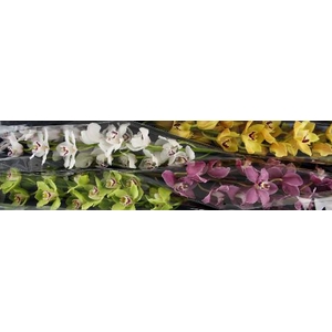 Cymbidium Mix 100 cm Koningshof