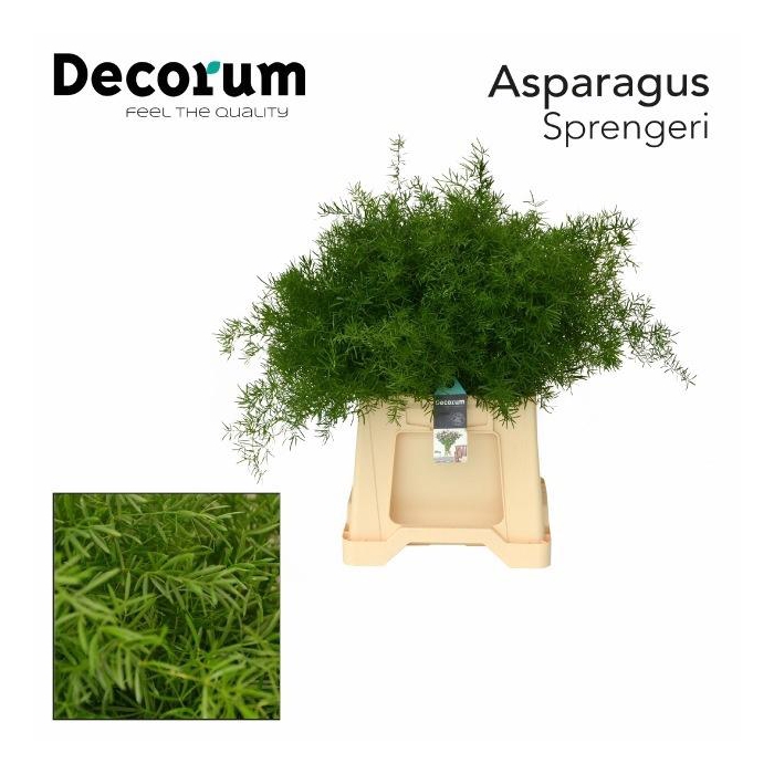 <h4>ASP DENS SPRENGERI</h4>