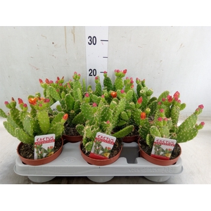 Opuntia