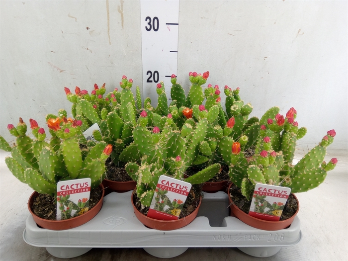 <h4>Opuntia</h4>
