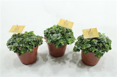 <h4>0. 12cm Sedum Tornado</h4>