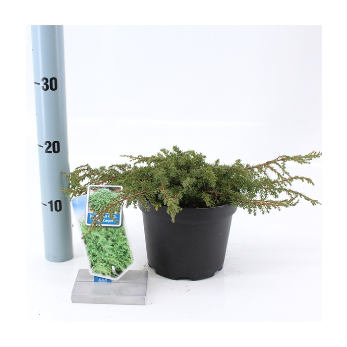 <h4>Juniperus comm. 'Green Carpet'</h4>