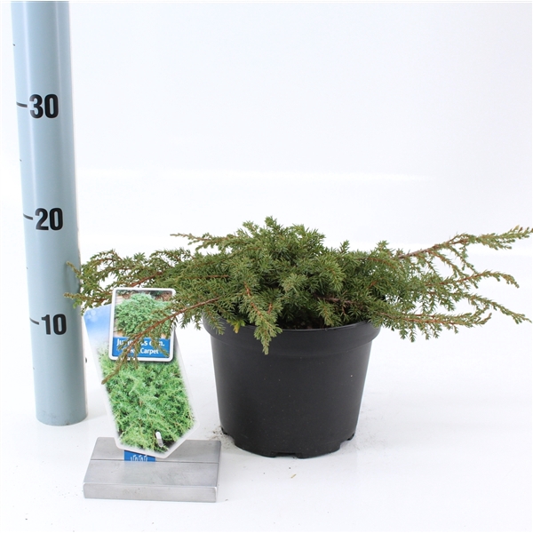 Juniperus comm. 'Green Carpet'