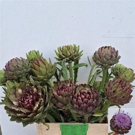<h4>Cynara Sc Green Globe</h4>