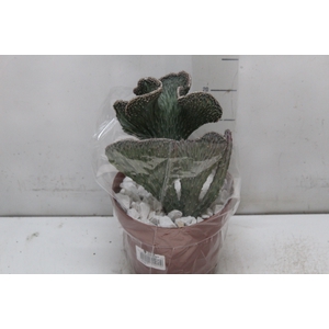 CACTUS PRAECEREUS EUCHLORUS P17