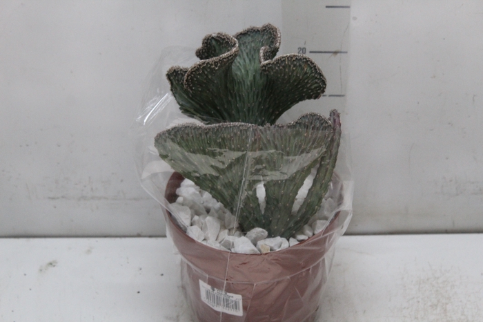 <h4>CACTUS PRAECEREUS EUCHLORUS P17</h4>