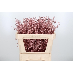 Ilex Kl Bh Rose Goud