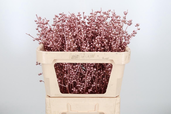 <h4>Ilex Kl Bh Rose Goud</h4>