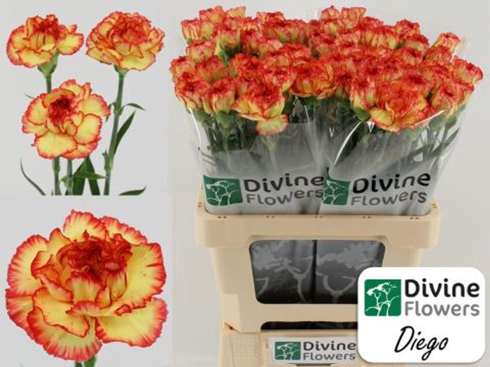 <h4>Dianthus ST 'Diego'</h4>