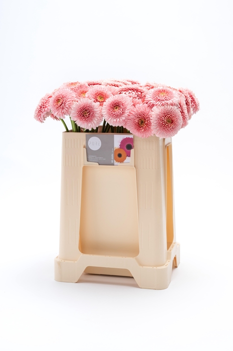 <h4>GE MB POMPONI PIGGY</h4>