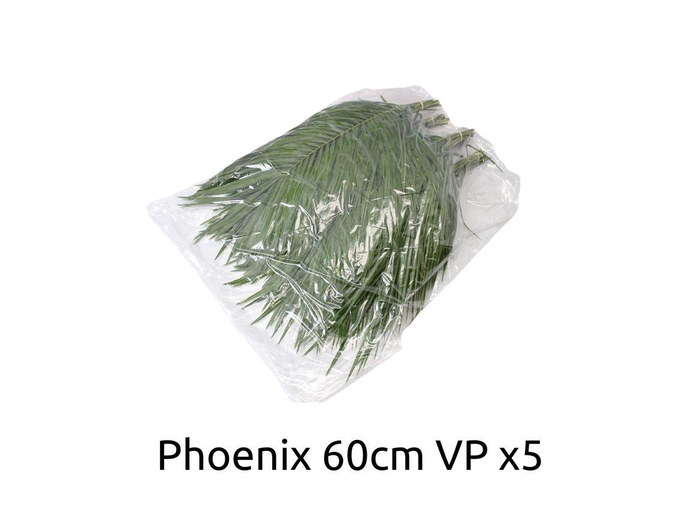 Phoenix 60cm V P X5