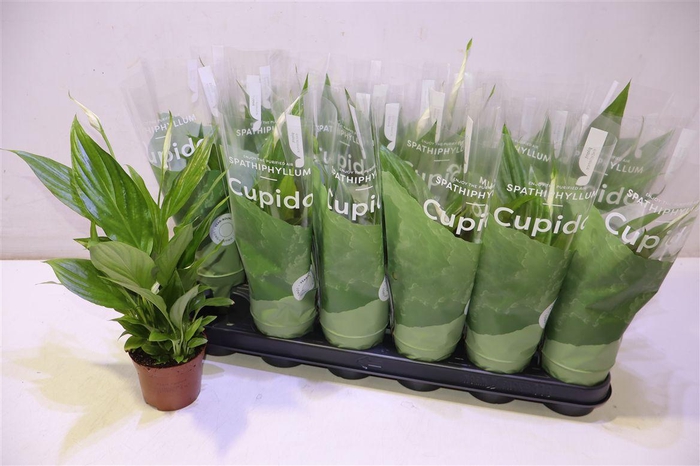 <h4>arr8 Spath Pearl Cupido</h4>