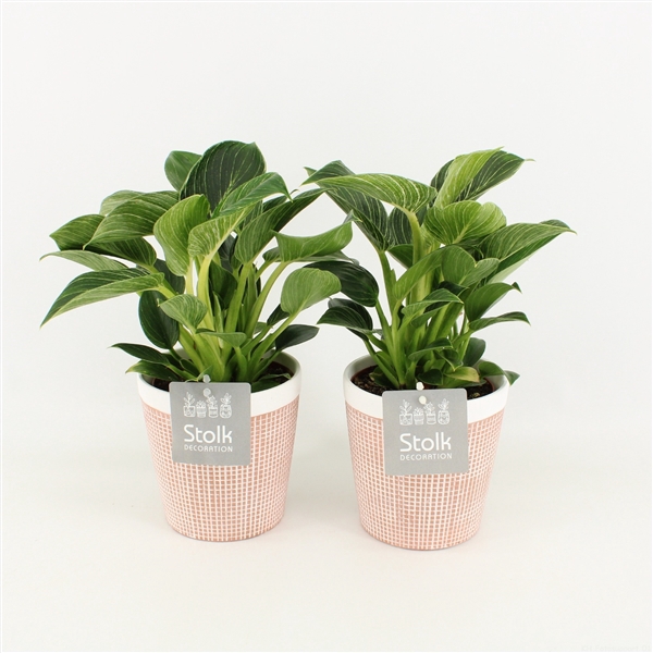 <h4>Philodendron White Wave in Terracotta Keramiek</h4>