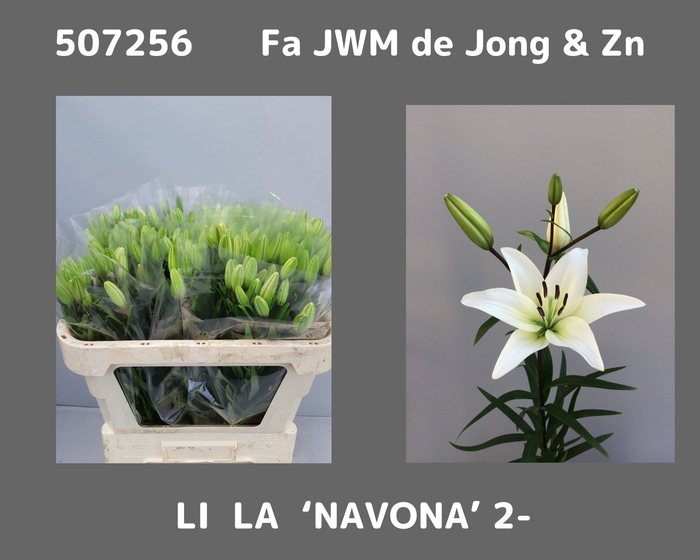 <h4>LI AS NAVONA</h4>