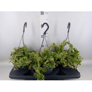 Ficus pumila 'Sunny'