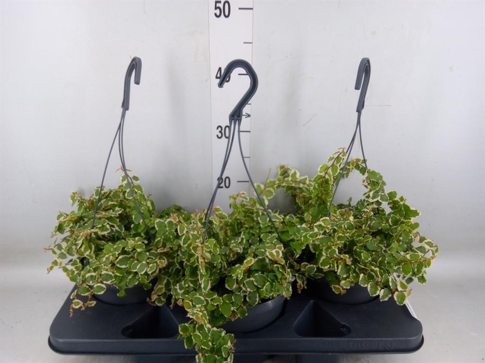 <h4>Ficus pumila 'Sunny'</h4>