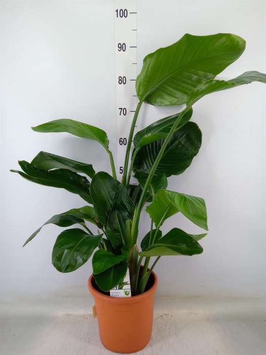 <h4>Strelitzia nicolai</h4>