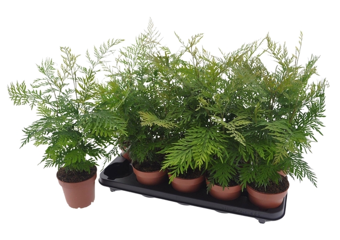 <h4>GREV ROBUSTA</h4>