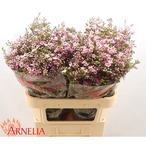 Chamelaucium Alouana